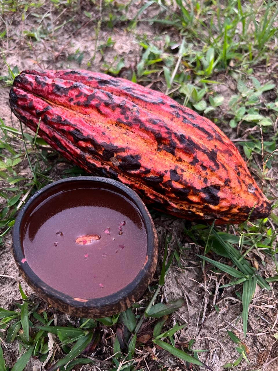Por que o cacau é considerado um superalimento ancestral?