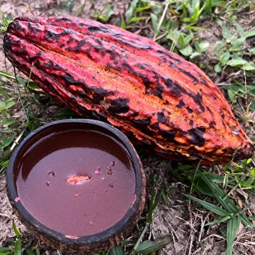 Cacau amazônico