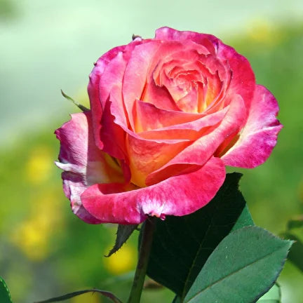 Rosa